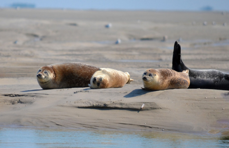Baie des phoques